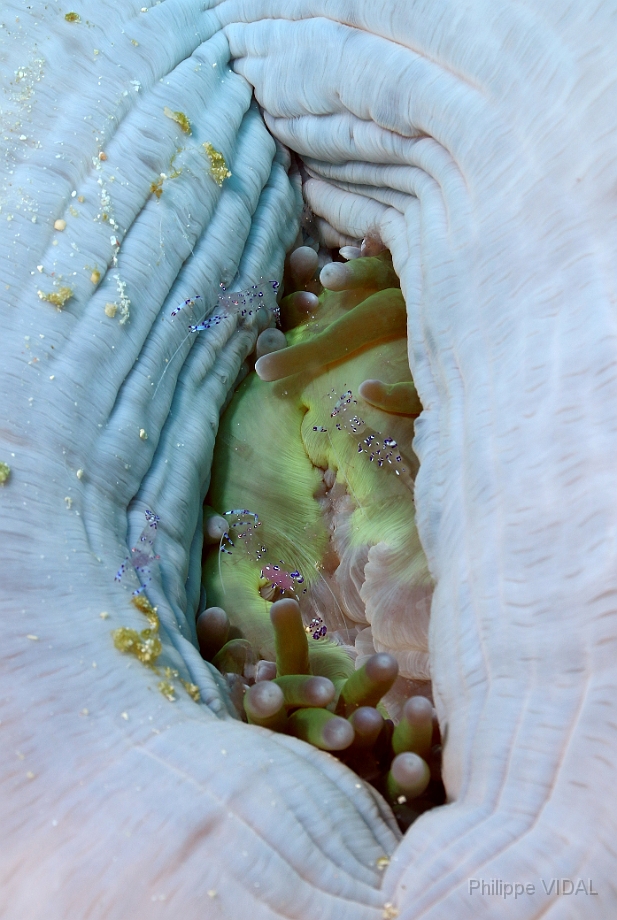 Raja Ampat 2016 - Periclimenes sarasvati or tosa - Sarasvati anemone shrimp - Crevette commensale des anemones - IMG_5598_rc.jpg